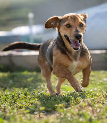 Harry - liebt Menschen, zutraulich, verschmust, bewegungsfreudig, Dackel Mischling (Video-Link vorhanden) - Rüde