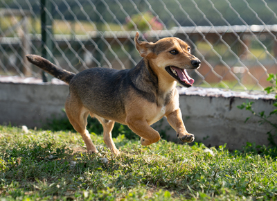 Harry - liebt Menschen, zutraulich, verschmust, bewegungsfreudig, Dackel Mischling (Video-Link vorhanden) - Rüde