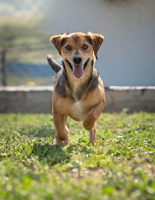 Harry - liebt Menschen, zutraulich, verschmust, bewegungsfreudig, Mischling (Video-Link vorhanden) - Rüde
