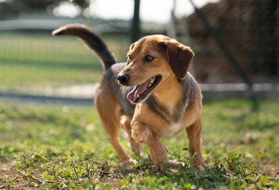Harry - liebt Menschen, zutraulich, verschmust, bewegungsfreudig, Mischling (Video-Link vorhanden) - Rüde