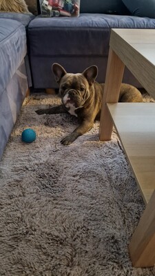 Harvey, Französische Bulldogge - Rüde 1