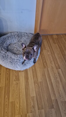 Harvey, Französische Bulldogge - Rüde