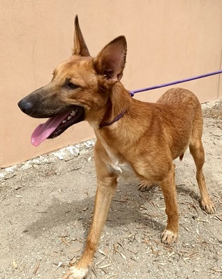 Harvey, Mix - Rüde