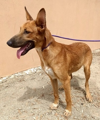 Harvey, Podenco Andaluz - Mix - Rüde