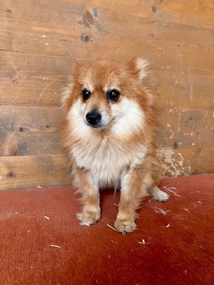 Hase, Spitz - Hündin
