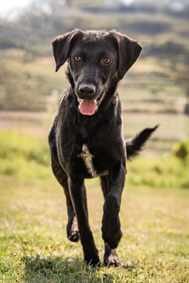 Hava - menschenbezogen, anhänglich, fröhlich, verschmust, verspielt