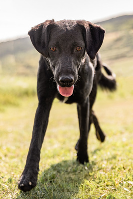 Hava - menschenbezogen, anhänglich, fröhlich, verschmust, verspielt, Mischling (Video-Link vorhanden) - Hündin