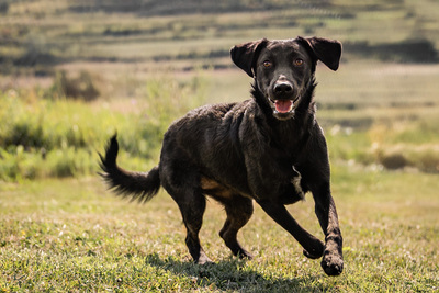 Hava - menschenbezogen, anhänglich, fröhlich, verschmust, verspielt, Mischling (Video-Link vorhanden) - Hündin