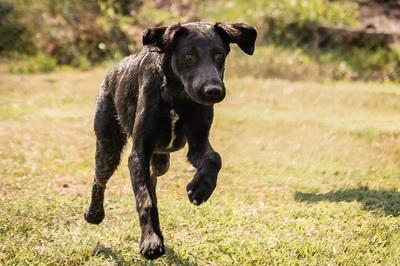 Hava - menschenbezogen, anhänglich, fröhlich, verschmust, verspielt, Mischling (Video-Link vorhanden) - Hündin
