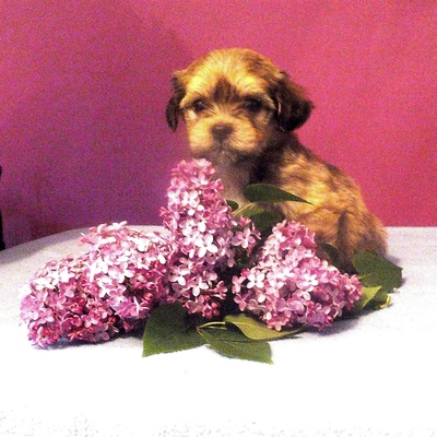 Havaneser Buben, Havaneser Welpen - Rüde