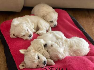 Havaneser Welpen - Hündin