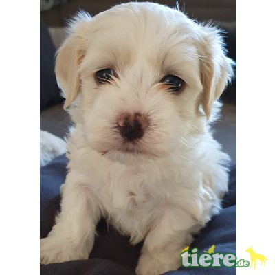 Havaneser Welpen - Rüde