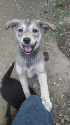 Havanna, Mischling - Hündin