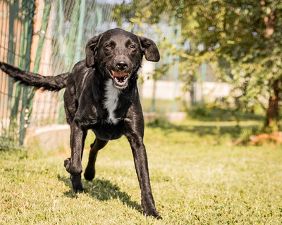 Haviva - menschenbezogen, anhänglich, fröhlich, verschmust, aktiv