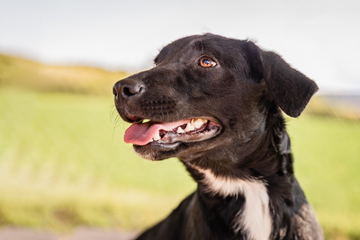 Haviva - menschenbezogen, anhänglich, fröhlich, verschmust, aktiv, Mischling (Video-Link vorhanden) - Hündin
