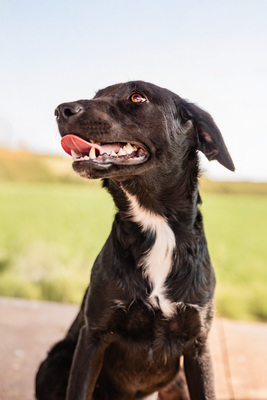 Haviva - menschenbezogen, anhänglich, fröhlich, verschmust, aktiv, Mischling (Video-Link vorhanden) - Hündin