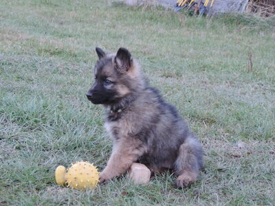 Hazel, Deutscher Schäferhund Welpen - Hündin