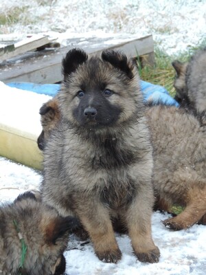 Hazel, Deutscher Schäferhund Welpen - Hündin