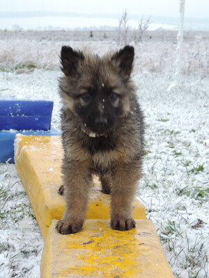Hazel, Deutscher Schäferhund Welpen - Hündin