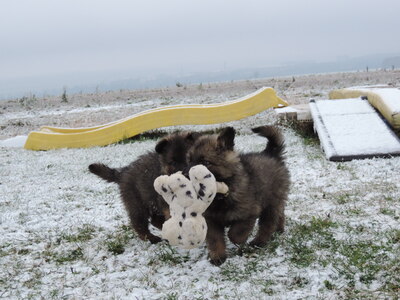 Hazel, Deutscher Schäferhund Welpen - Hündin