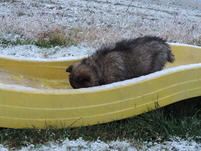 Hazel, Deutscher Schäferhund Welpen - Hündin