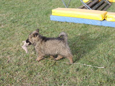 Hazel, Deutscher Schäferhund Welpen - Hündin