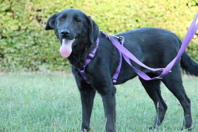 Hazel, Mischling - Hündin