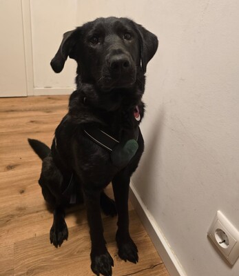 Hazel, Mischling - Hündin