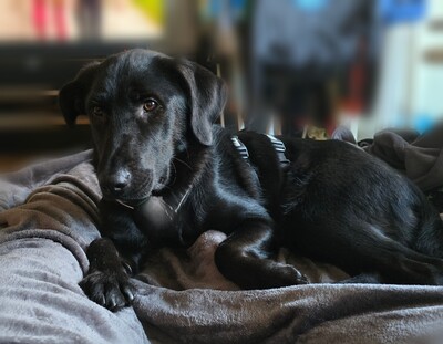 Hazel, Mischling - Hündin