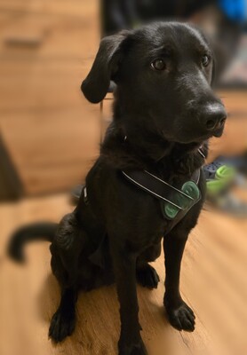 Hazel, Mischling - Hündin