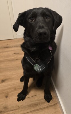 Hazel, Mischling - Hündin