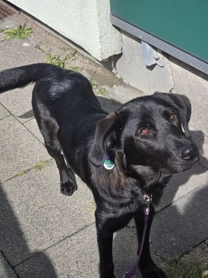 Hazel, Mischling - Hündin