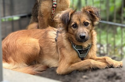 Hazel, Mischling - Hündin