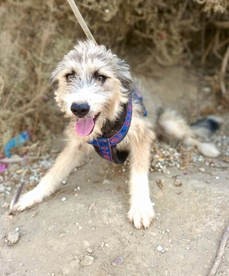 Hazel, Mix - Hündin