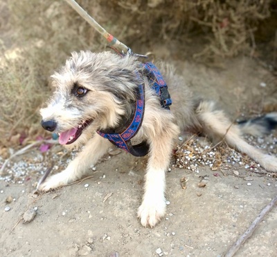 Hazel, Mix - Hündin