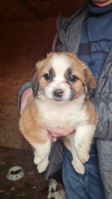 Hazel – ein kleines Herz auf der Suche nach ganz viel Liebe 🤎🐾