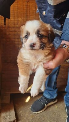 Hazel – ein kleines Herz auf der Suche nach ganz viel Liebe 🤎🐾, Mischling Welpen - Hündin