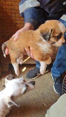 Hazel – ein kleines Herz auf der Suche nach ganz viel Liebe 🤎🐾, Mischling Welpen - Hündin