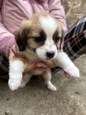 Hazel – ein kleines Herz auf der Suche nach ganz viel Liebe 🤎🐾, Mischling Welpen - Hündin