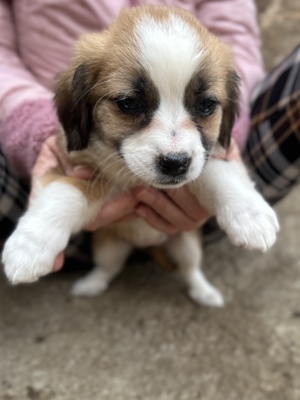 Hazel – ein kleines Herz auf der Suche nach ganz viel Liebe 🤎🐾, Mischling Welpen - Hündin