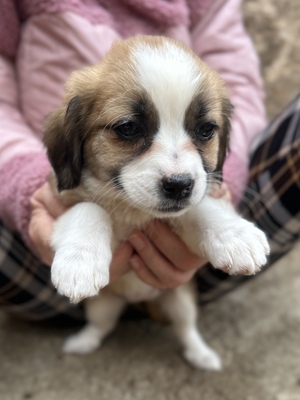 Hazel – ein kleines Herz auf der Suche nach ganz viel Liebe 🤎🐾, Mischling Welpen - Hündin