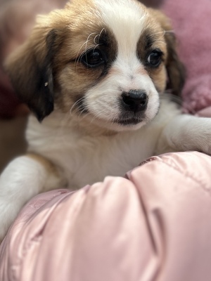 Hazel – ein kleines Herz auf der Suche nach ganz viel Liebe 🤎🐾, Mischling Welpen - Hündin