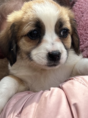 Hazel – ein kleines Herz auf der Suche nach ganz viel Liebe 🤎🐾, Mischling Welpen - Hündin