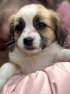 Hazel – ein kleines Herz auf der Suche nach ganz viel Liebe 🤎🐾, Mischling Welpen - Hündin