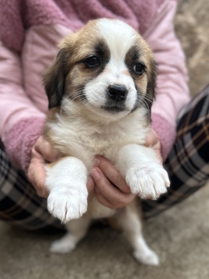 Hazel – ein kleines Herz auf der Suche nach ganz viel Liebe 🤎🐾, Mischling Welpen - Hündin