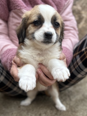 Hazel – ein kleines Herz auf der Suche nach ganz viel Liebe 🤎🐾, Mischling Welpen - Hündin