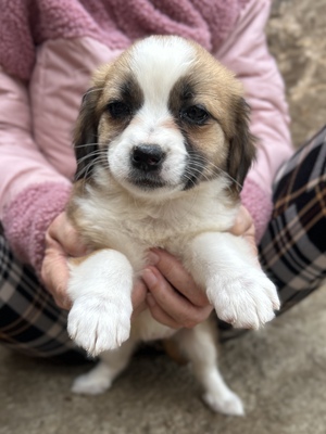 Hazel – ein kleines Herz auf der Suche nach ganz viel Liebe 🤎🐾, Mischling Welpen - Hündin