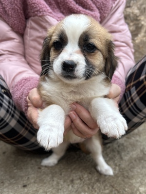 Hazel – ein kleines Herz auf der Suche nach ganz viel Liebe 🤎🐾, Mischling Welpen - Hündin