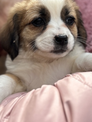 Hazel – ein kleines Herz auf der Suche nach ganz viel Liebe 🤎🐾, Mischling Welpen - Hündin