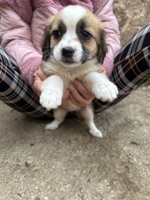 Hazel – ein kleines Herz auf der Suche nach ganz viel Liebe 🤎🐾, Mischling Welpen - Hündin